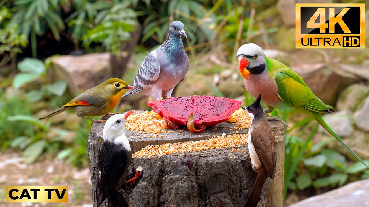 Cat TV for Cats to Watch 😻 Cat Stimulation Video 🐦 Cat Games 4K