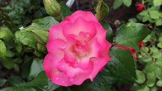 Lucille&#39;s Rose Garden - June 2021