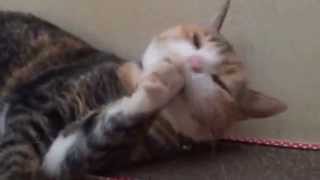 猫の爪研ぎにマタタビをつけてみた 2