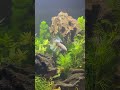 🌸 Pink & Blue Betta Fish Showing Off in a Planted Aquarium 🐠 #shorts