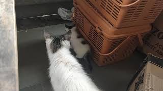 Roaming Around Cutiees