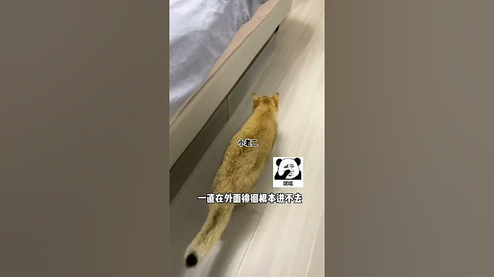 【牛奶是只猫】万万没想到结尾小老三竟然一直被关在下面哈哈哈哈哈😂😂结尾能看出来真的恨我……