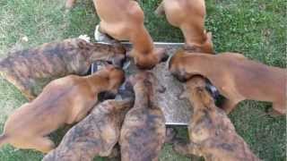 Cute Boxer Puppies Underfoot!