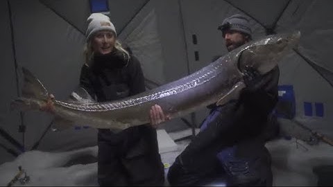 TOP 3 BIGGEST STURGEON CAUGHT THROUGH THE ICE! - (compilation)