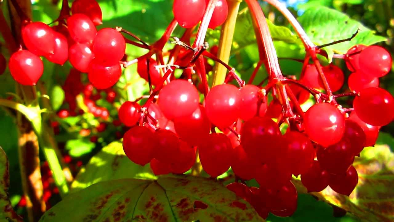 Guelder Rose (Viburnum opulus) - 2012-10-06