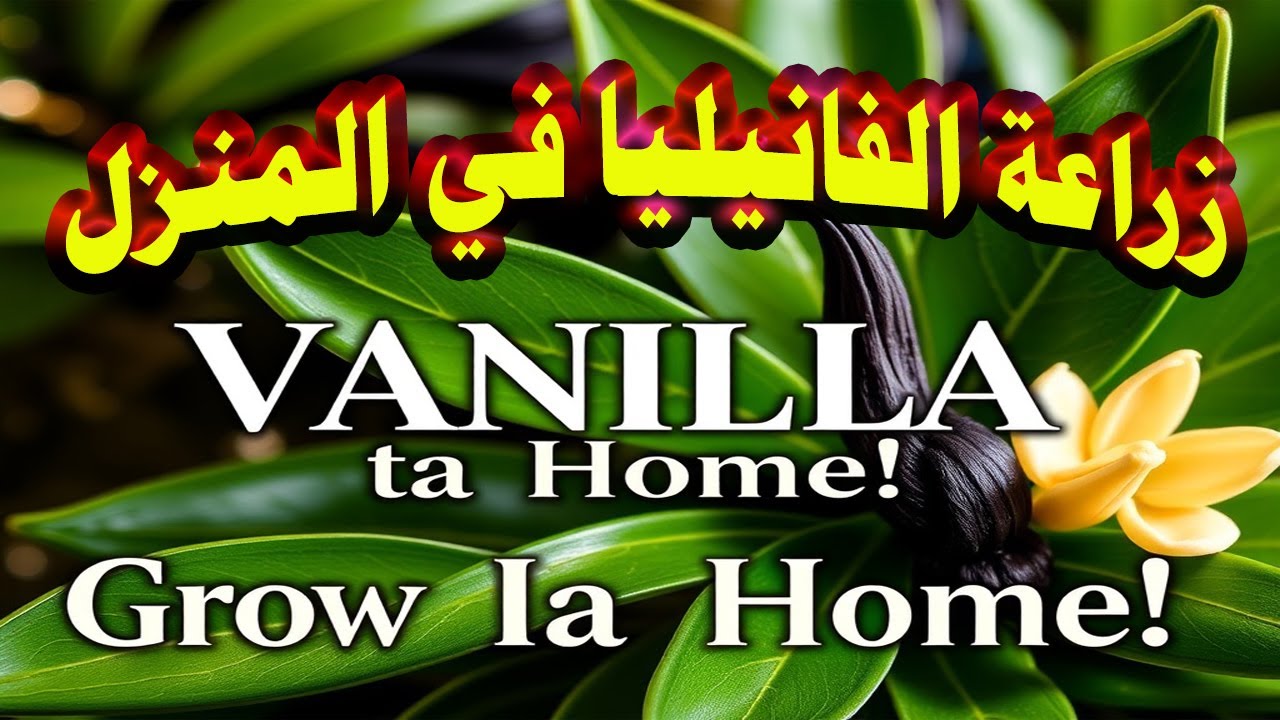 ازرع اغلي من الذهب في منزلك : سر زراعة الفانيليا الذي لا يردونك أن تعرفه؟قناة عبقرى علم
