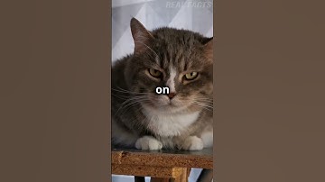 6 Quick Tips To Calm Your Angry Cat Fast #shorts #cat #calmcat