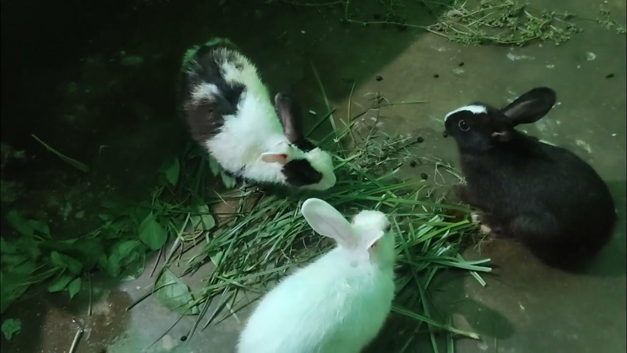 Khargosh ki favourite Grass. Best Grass for rabbit. Bunny enjoying its