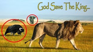 When PREDATORS Mess With The WRONG PREYS | Preys Fights Back | Universal Wildlife