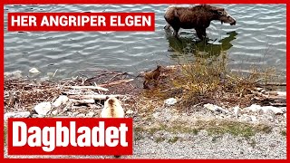 Her Angriper Elgen