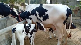 হলেস্টিয়ান ফ্রিজিয়ান বাচ্চাসহ ৮ লিটার দুধের গাভী ১৩৫০০০ টাকা 🐄 Holstein Friesian cow।