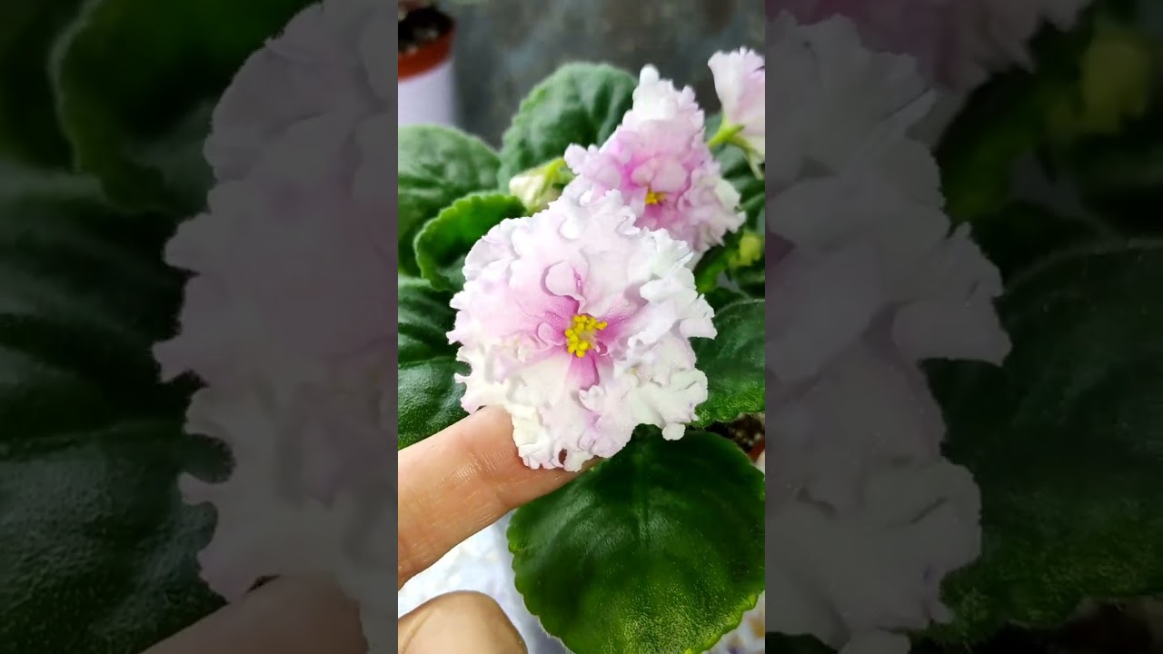 Фиалки у Алисы. Ампельные фиалки трейлеры.