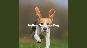 Scintillating Music for Mellow Life