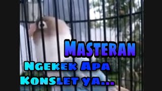 Lovebird ngekek durasi panjang , bisa buat masteran lovebird paud