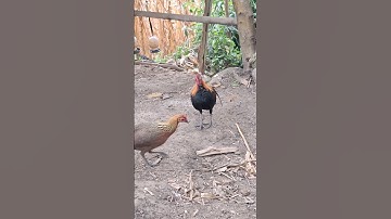 gà rừng tơ siêu đẹp. qaib qus zoo nkauj