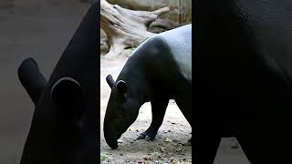 5 สัตว์ป่าสงวนของไทย  #ฟังดิ #top5 #ที่สุด #animals #สัตว์ #สัตว์ป่าสวงน