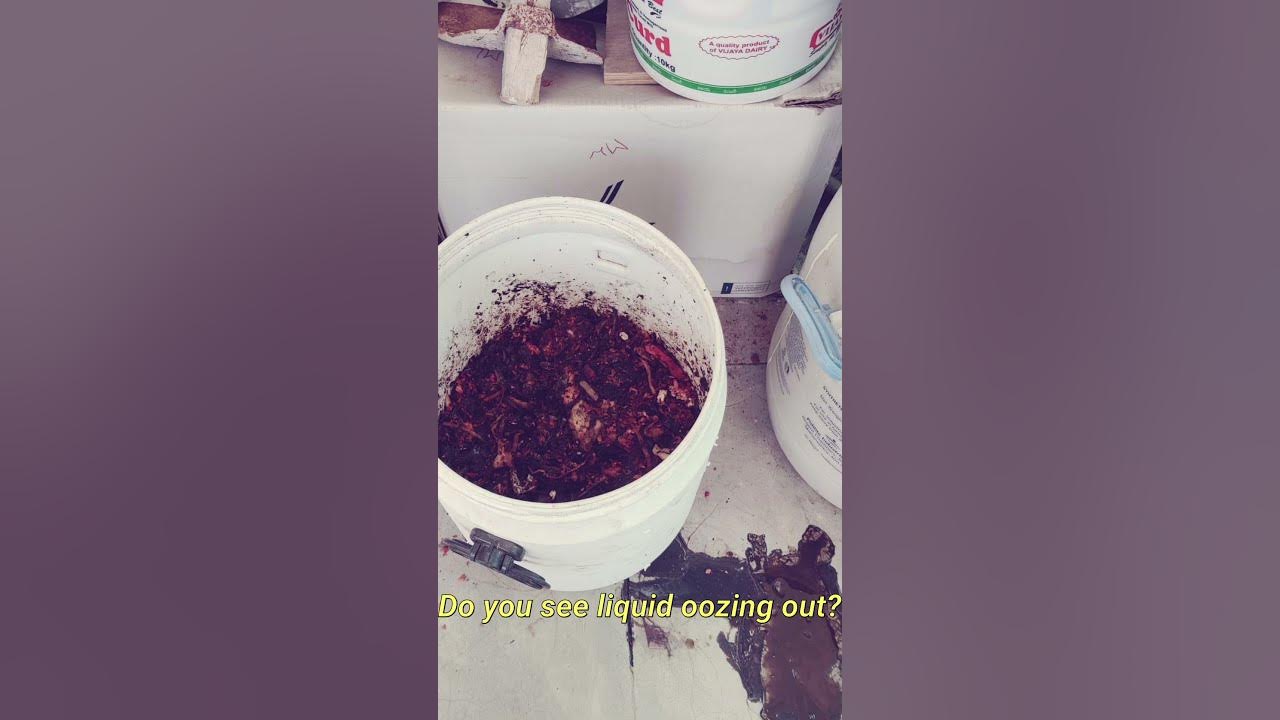 why you get maggots in compost bin? composting maggots 