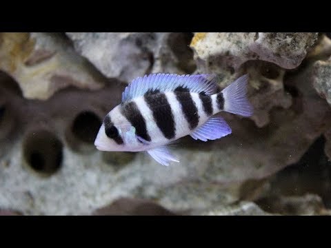 20 Jenis Ikan Siklid Populer Youtube