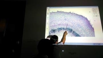 Thực vật dược 2