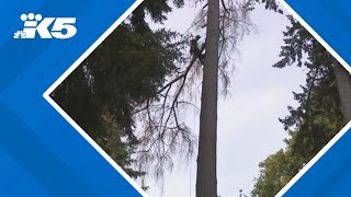 What's killing Washington's trees? Trees Of Washington