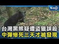 台灣黑熊疑遭盜獵誤殺 中彈慘死三天才被發現｜TVBS新聞 @TVBSNEWS02