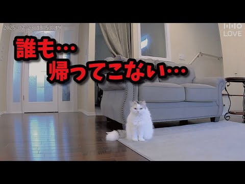 猫を置きざりにして旅行に行ったら監視カメラにとんでもない光景が…！！！！！！！！【関西弁でしゃべる猫】【猫アテレコ】