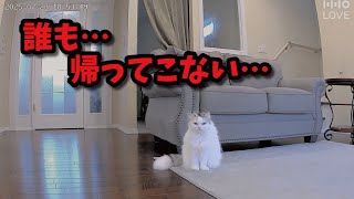 When I went on a trip and left my cat behind, the