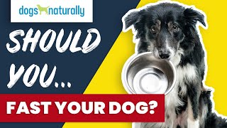 Should You Fast Your Dog?