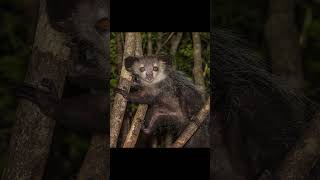 Aye-Aye  #animalfacts #animals #ayeaye #lemur #primate #wildlife #nocturnal #creature #madagascar