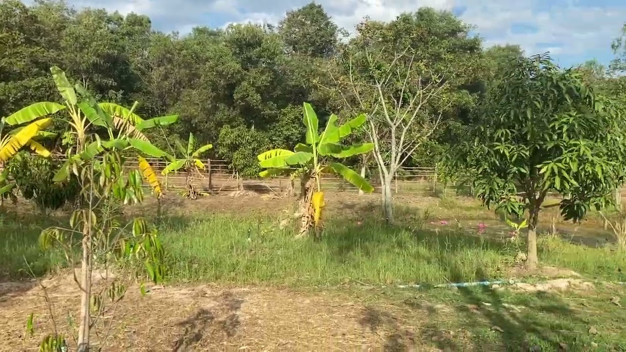 18Dec2567 เดินชมต้นไม้สวน2ไร่