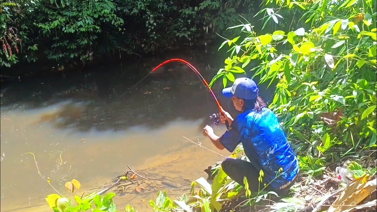 Rame sekali..!! Mancing ikan jelawat batu pakai umpan buah sawit