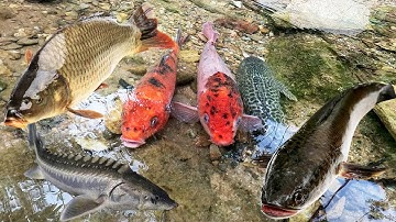 Bắt cá trê, cá chép, cá koi, cá rô đồng , cá sộp, cá dọn bể, chuột lang - Các loại cá nước ngọt