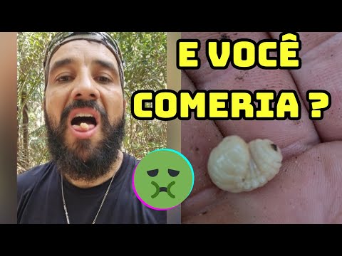 Where to find the Coró bug