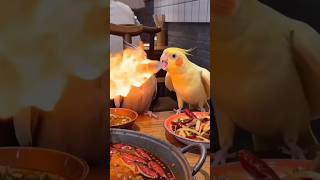辣到噴火,不過鸚鵡唔怕辣😂chili spicy can breathe fire.  #chili #辣椒 #雞尾鸚鵡 #Nymphicus_hollandicus