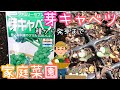 芽キャベツ/種まき～発芽まで/家庭菜園/2021年