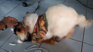 Kucing Kawin Himalayan Flatnose dan Persia Medium | Otong dan Kity(1)