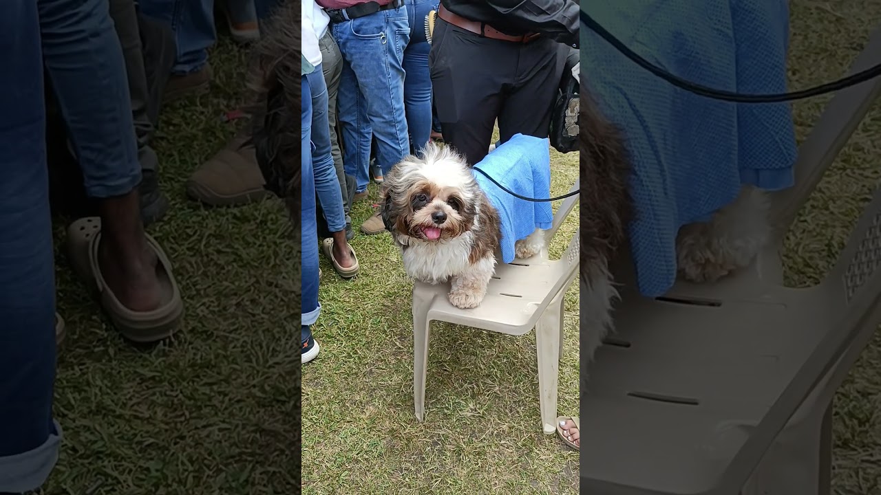 Shihtzu | Dog Show in Chennai 2025 | 