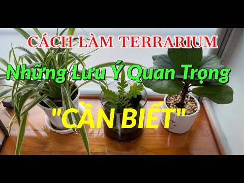 Cách Setup Terrarium (Tiểu Cảnh Trong Bình) - Các Lưu Ý Quan Trọng Cần Biết | PAT TAN YOUTUBE