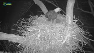 3/15/17..Dale Hollow Eagle Cam~ Owl Attacks River~ River & Kids Up