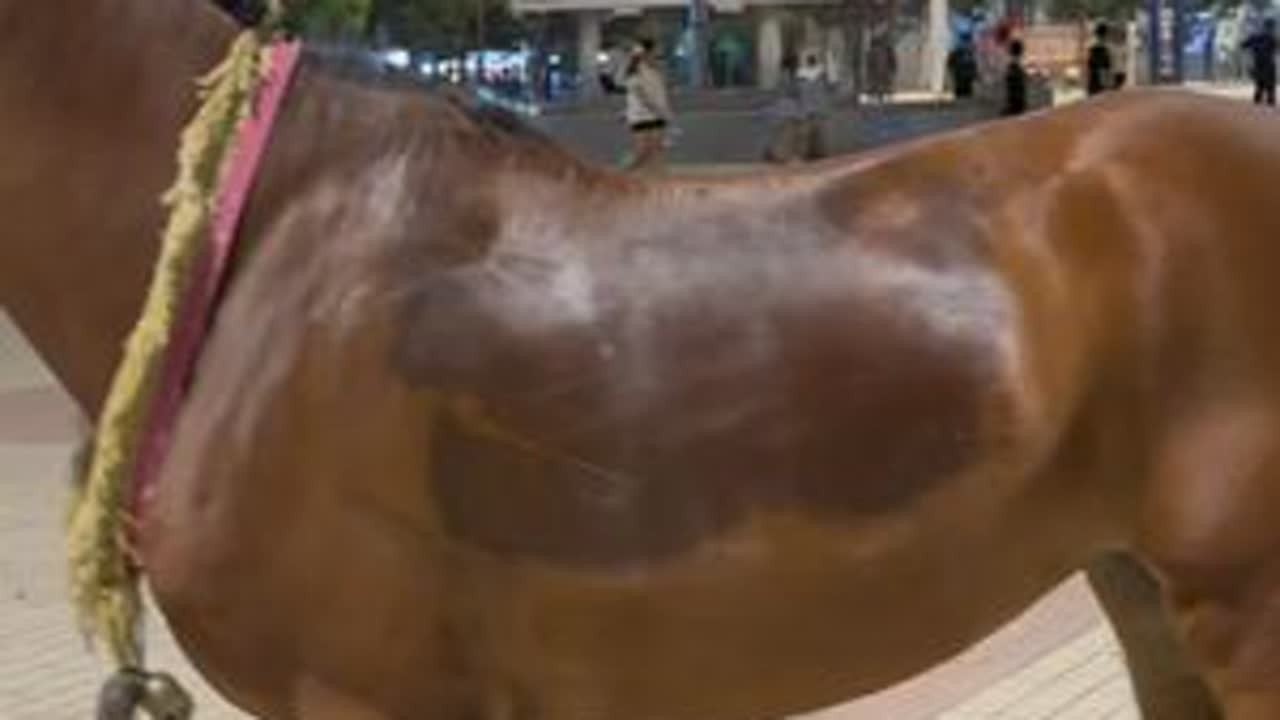 养马的刘大刚带着马儿出来溜达龙头都去掉了也不跑 #刘大刚的养马日常 #训马 #游客马