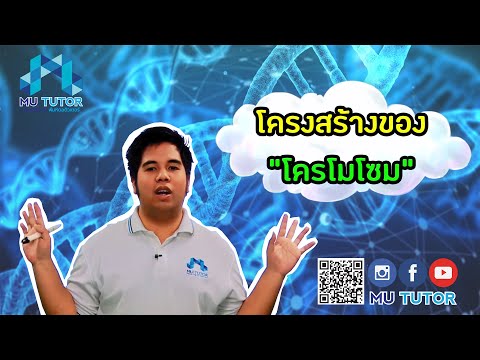 โครงสร้าง โครโมโซม Chromatids พันธุกรรม DNA ยีน Chromosome #วิทย์ม.ต้น #MUTUTOR #Online #ออนไลน์