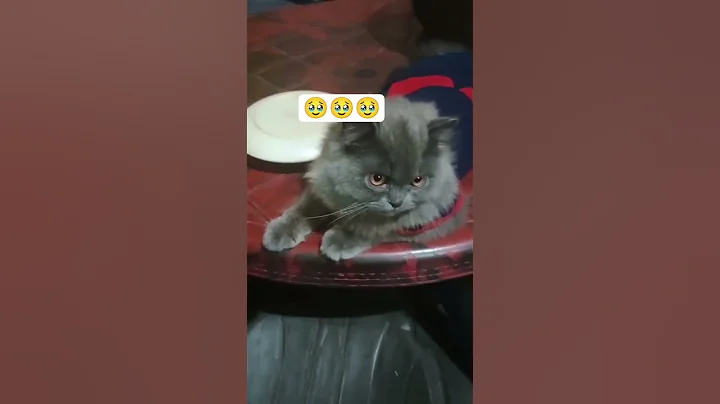 Video 11513781: russian blue persian cat, russian blue cat love