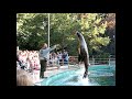 Всемирный День животных в зоопарке Будапешта. Кормление тюленя.