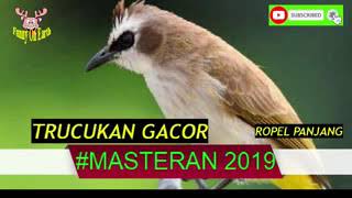 Download Lagu SUARA BURUNG TRUCUK RIBUT | Cocok  Buat MASTERAN SUARA PIKAT PANCINGAN TERAPI MP3