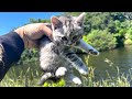 ドブで鳴いていた子猫を保護しました。