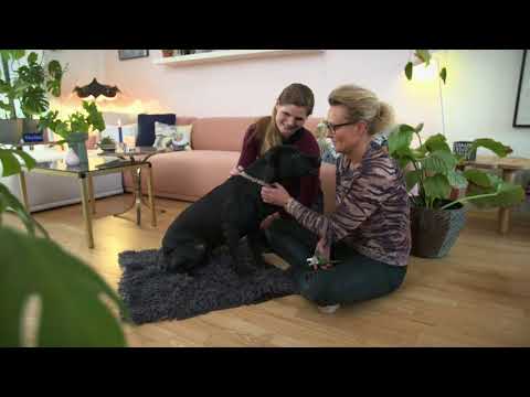 Video: Hvordan Trimme Neglene Til Hunden Din