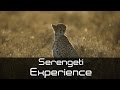 Safari Highlights Ndutu Calving Safari Safari Highlights Ndutu Calving Safari