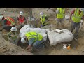 Tooth Of T. Rex Found At Triceratops Dig Site In Thornton