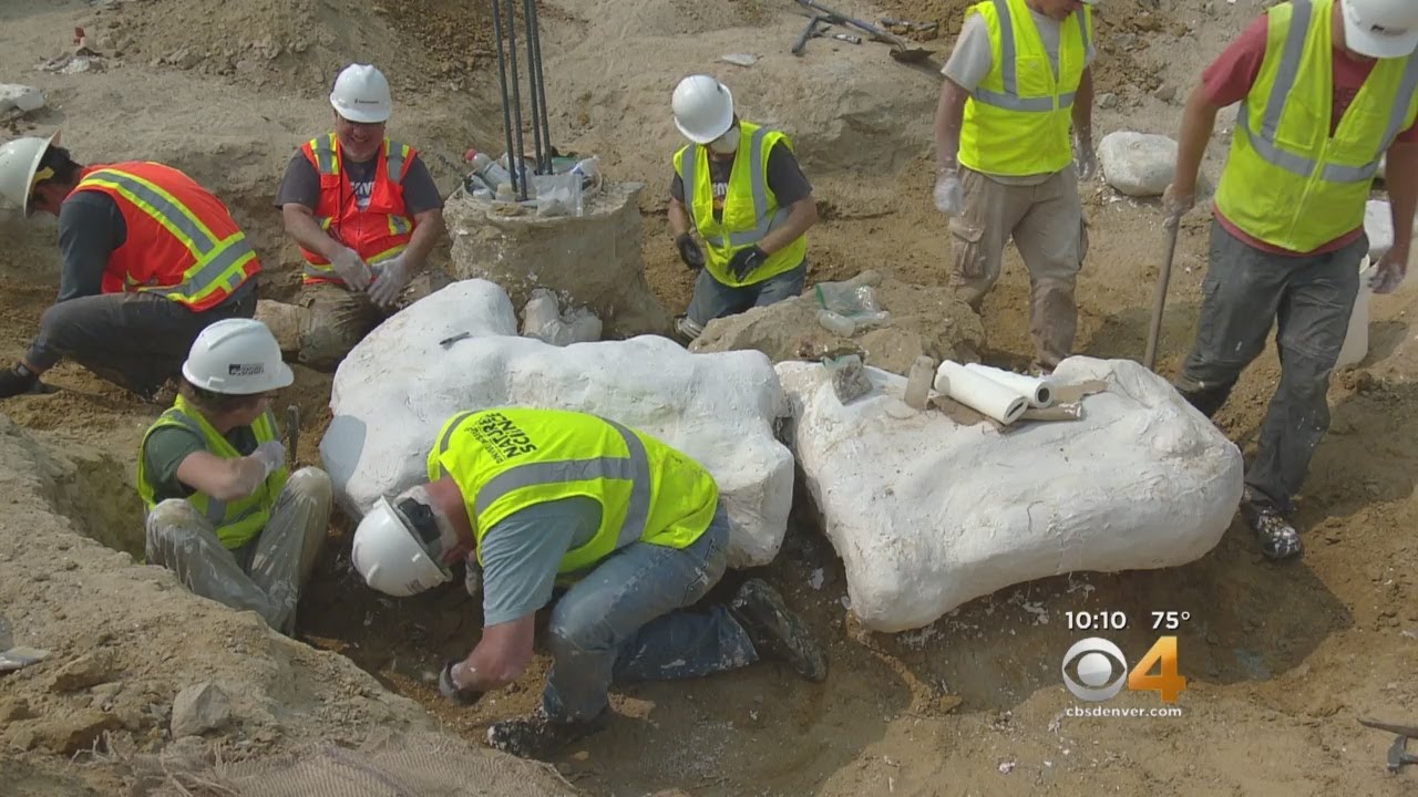 Tooth Of T. Rex Found At Triceratops Dig Site In Thornton