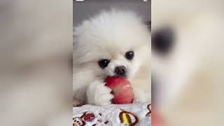 ASMR Dog Snack Time 🐶 | Real Crunchy puppy Eating Snack Sounds